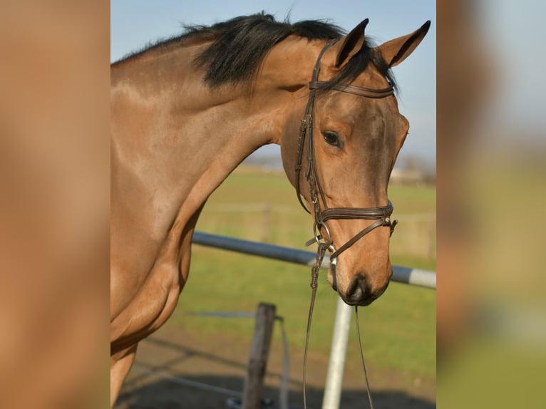 KWPN Caballo castrado 6 años 185 cm Castaño in Geilenkirchen