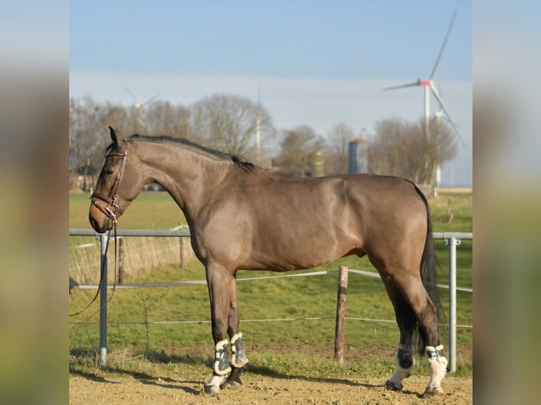 KWPN Caballo castrado 6 años 187 cm Castaño oscuro in Geilenkirchen