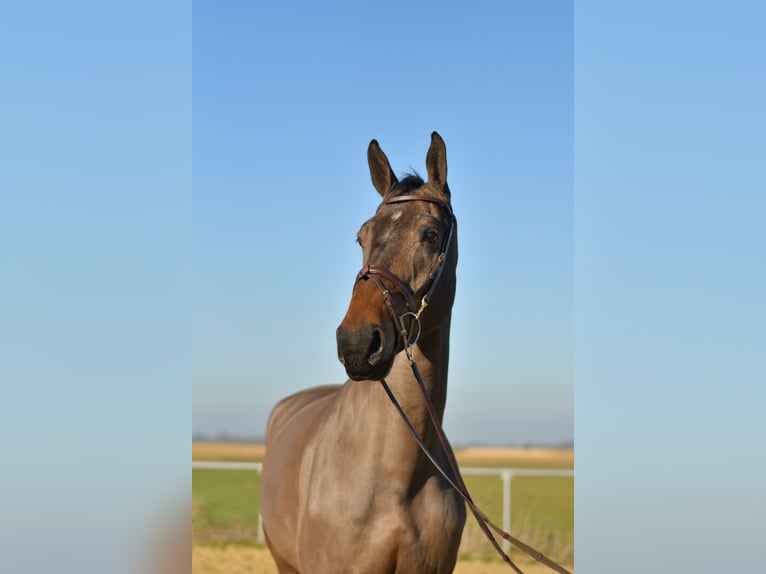 KWPN Caballo castrado 6 años 187 cm Castaño oscuro in Geilenkirchen