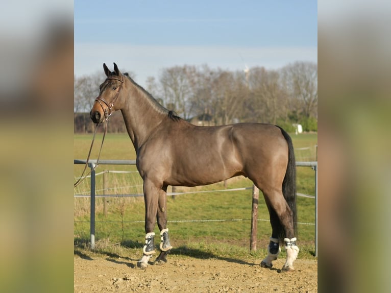 KWPN Caballo castrado 6 años 187 cm Castaño oscuro in Geilenkirchen