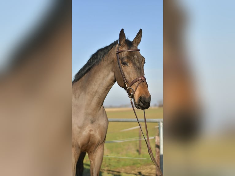 KWPN Caballo castrado 6 años 187 cm Castaño oscuro in Geilenkirchen