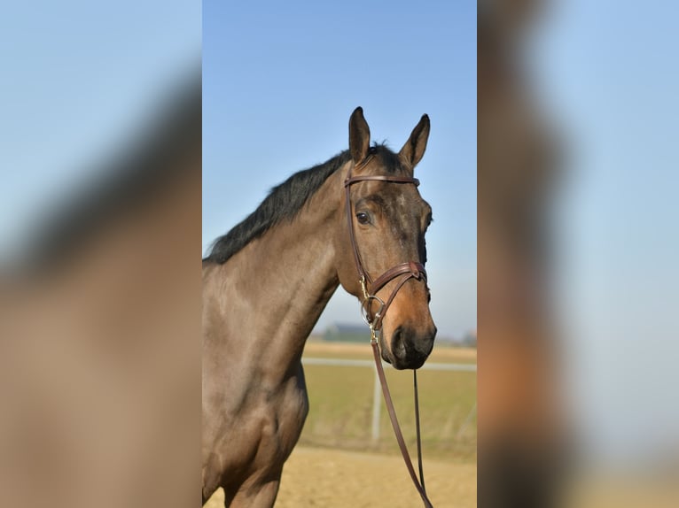 KWPN Caballo castrado 6 años 187 cm Castaño oscuro in Geilenkirchen