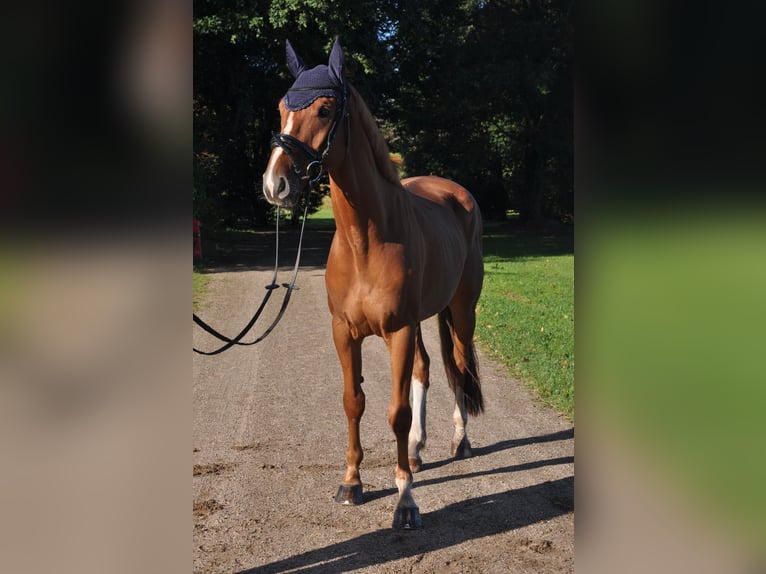 KWPN Caballo castrado 6 años Alazán in Hamburg Kirchwerder