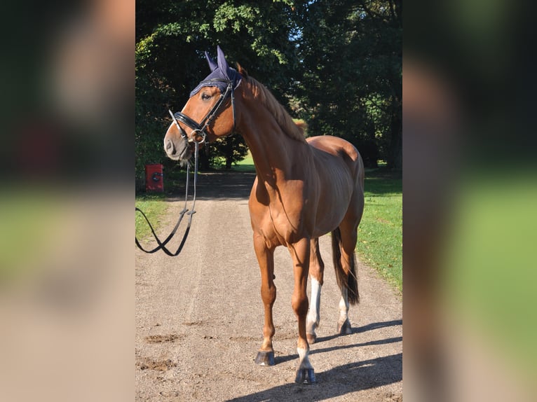 KWPN Caballo castrado 6 años Alazán in Hamburg Kirchwerder