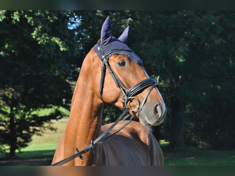 KWPN Caballo castrado 6 años Alazán in Hamburg Kirchwerder