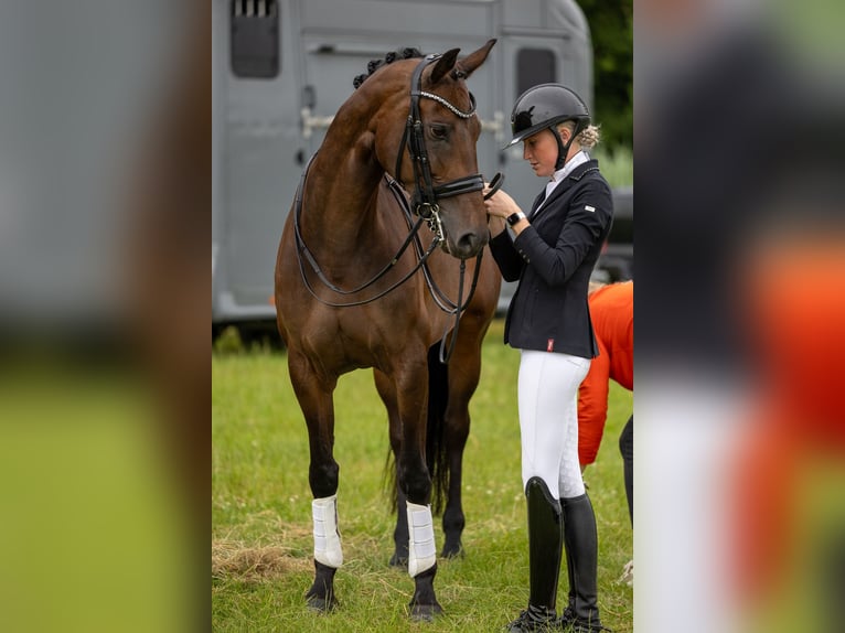 KWPN Caballo castrado 6 años in Aalsmeer