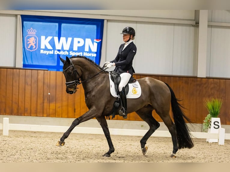 KWPN Caballo castrado 6 años in Aalsmeer