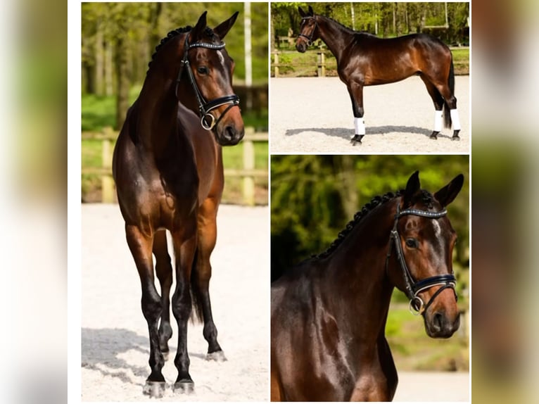 KWPN Caballo castrado 6 años in Den Ham