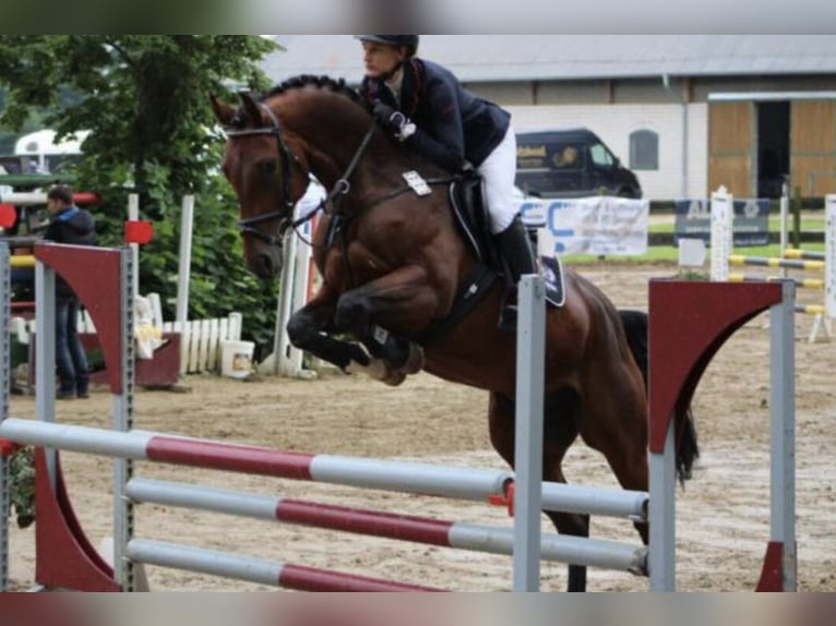 KWPN Caballo castrado 6 años Castaño in Wächtersbach