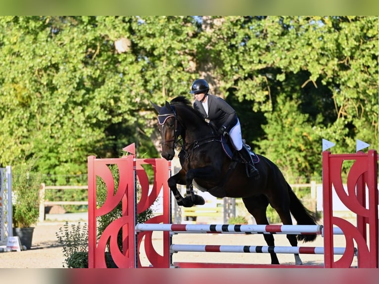 KWPN Caballo castrado 6 años Castaño in Wächtersbach