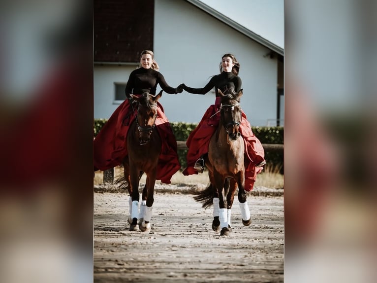 KWPN Caballo castrado 6 años Castaño rojizo in Zagreb