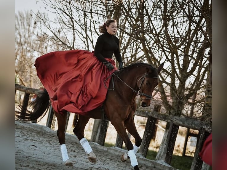 KWPN Caballo castrado 6 años Castaño rojizo in Zagreb