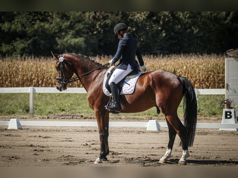 KWPN Caballo castrado 6 años Castaño rojizo in Zagreb