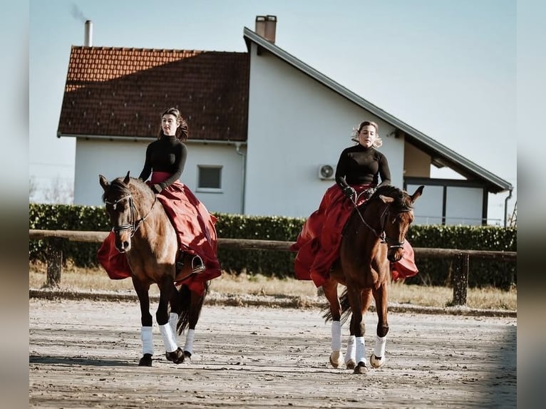 KWPN Caballo castrado 6 años Castaño rojizo in Zagreb