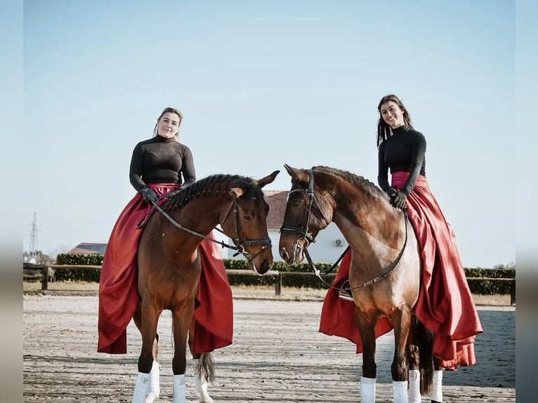 KWPN Caballo castrado 6 años Castaño rojizo in Zagreb