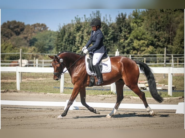 KWPN Caballo castrado 6 años Castaño rojizo in Zagreb