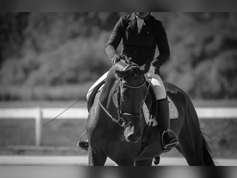 KWPN Caballo castrado 6 años Castaño rojizo in Zagreb