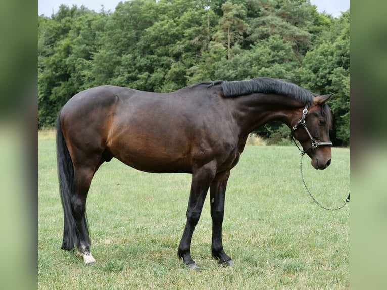 KWPN Caballo castrado 7 años 158 cm Castaño oscuro in Galenberg