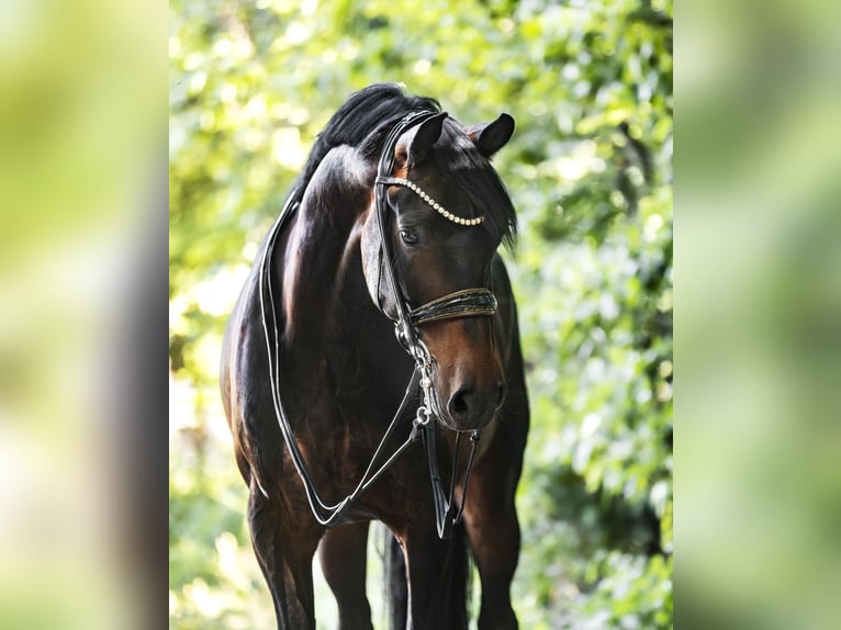 KWPN Caballo castrado 7 años 158 cm Castaño oscuro in Galenberg