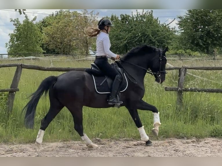 KWPN Caballo castrado 7 años 160 cm Morcillo in Ladenburg