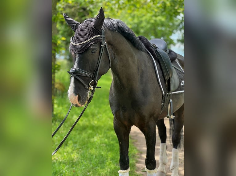 KWPN Caballo castrado 7 años 160 cm Morcillo in Ladenburg