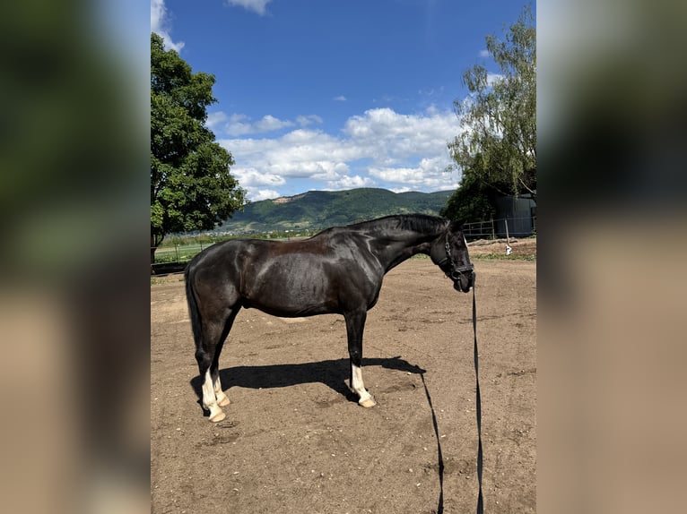 KWPN Caballo castrado 7 años 160 cm Morcillo in Ladenburg