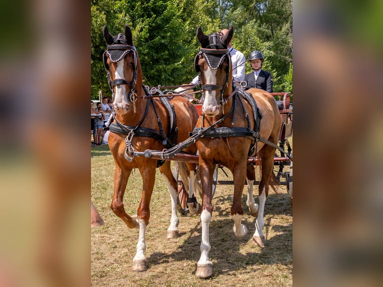 KWPN Caballo castrado 7 años 162 cm Alazán-tostado in Tahit&#xF3;tfalu