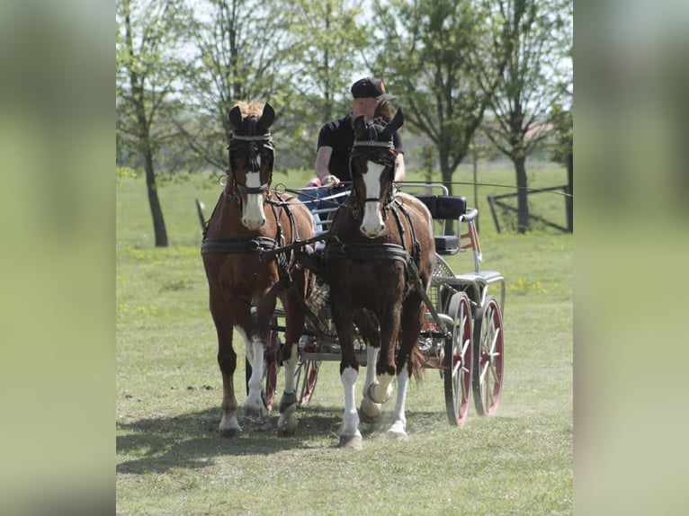 KWPN Caballo castrado 7 años 162 cm Alazán-tostado in Tahit&#xF3;tfalu