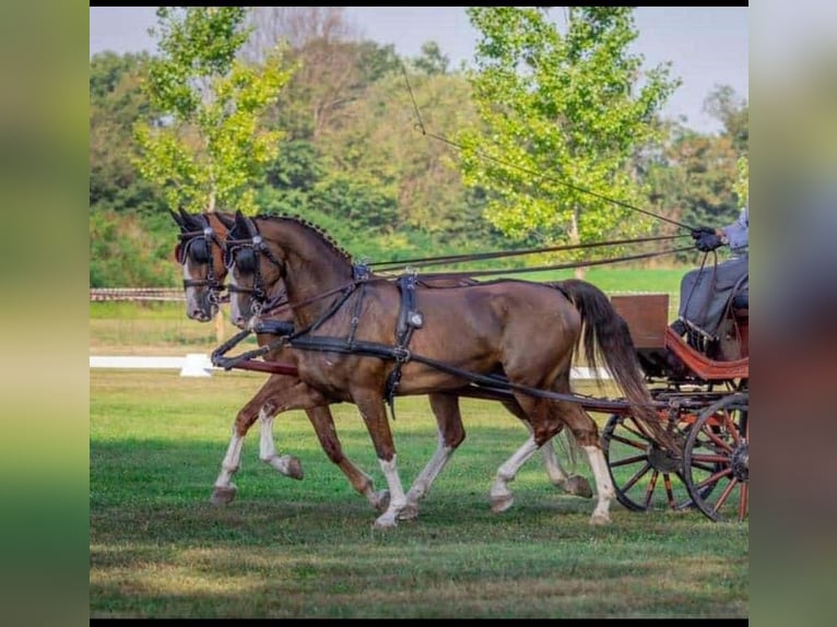 KWPN Caballo castrado 7 años 162 cm Alazán-tostado in Tahit&#xF3;tfalu