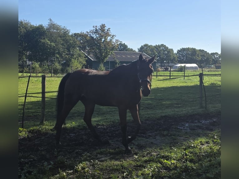 KWPN Caballo castrado 7 años 163 cm Castaño in Yde