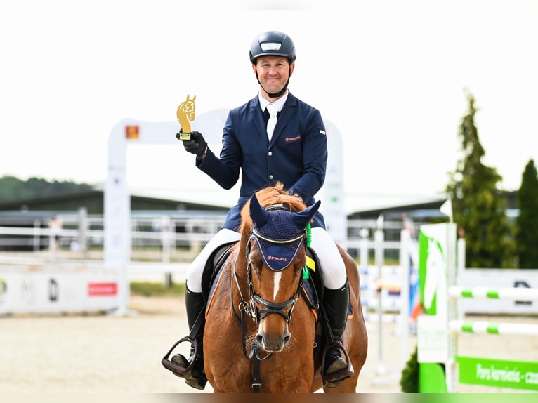 KWPN Caballo castrado 7 años 165 cm Alazán in Piła