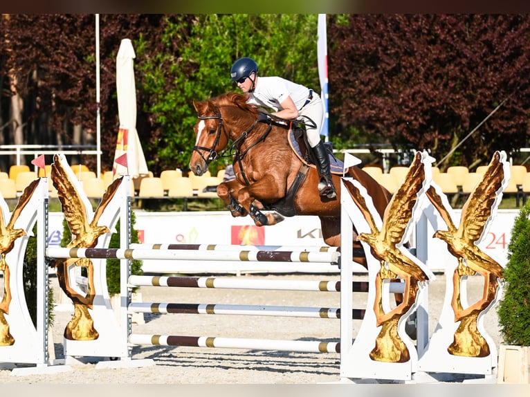 KWPN Caballo castrado 7 años 165 cm Alazán in Piła