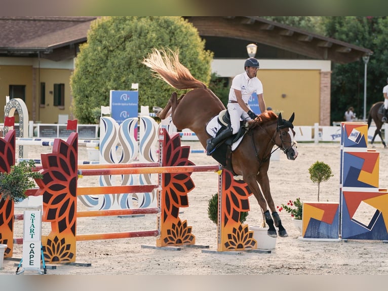KWPN Caballo castrado 7 años 165 cm Alazán in Pozzallo