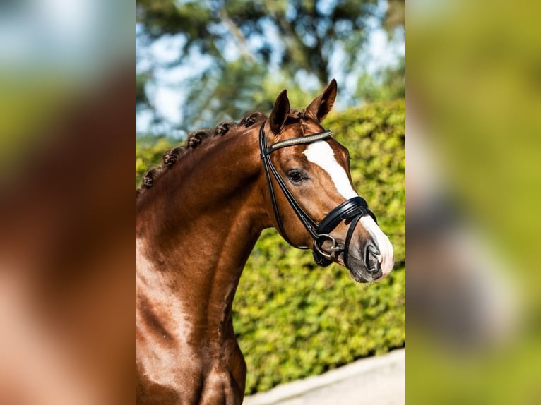 KWPN Caballo castrado 7 años 165 cm Alazán-tostado in Cernusco Sul Naviglio