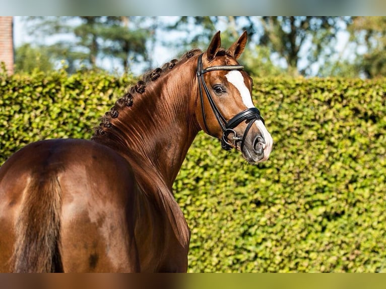 KWPN Caballo castrado 7 años 165 cm Alazán-tostado in Cernusco Sul Naviglio