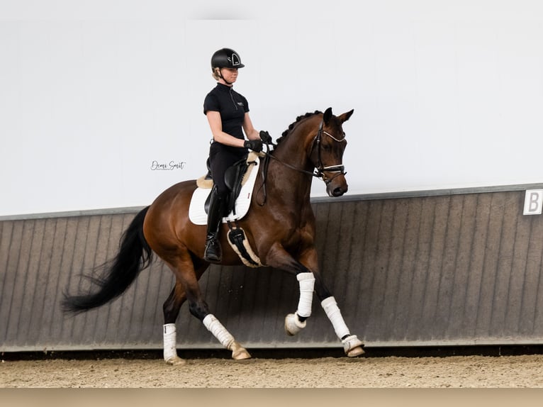 KWPN Caballo castrado 7 años 165 cm Castaño in Sint Agatha