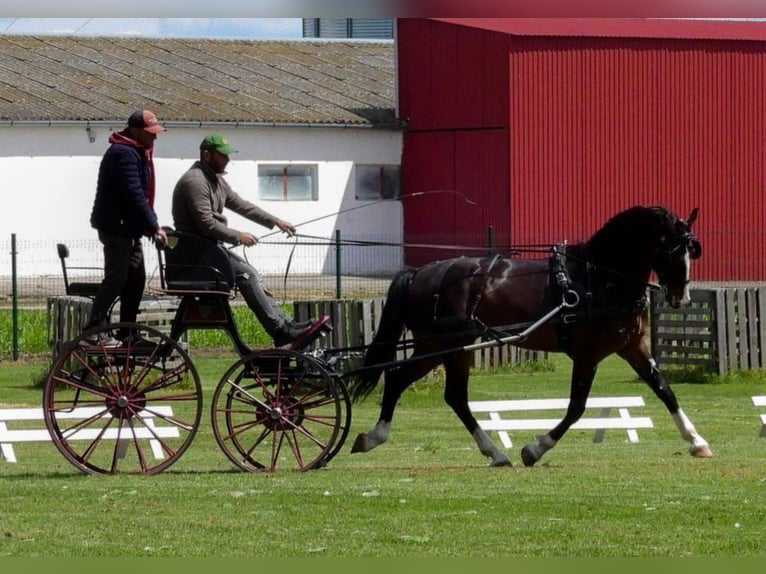 KWPN Caballo castrado 7 años 165 cm Castaño in Szeged