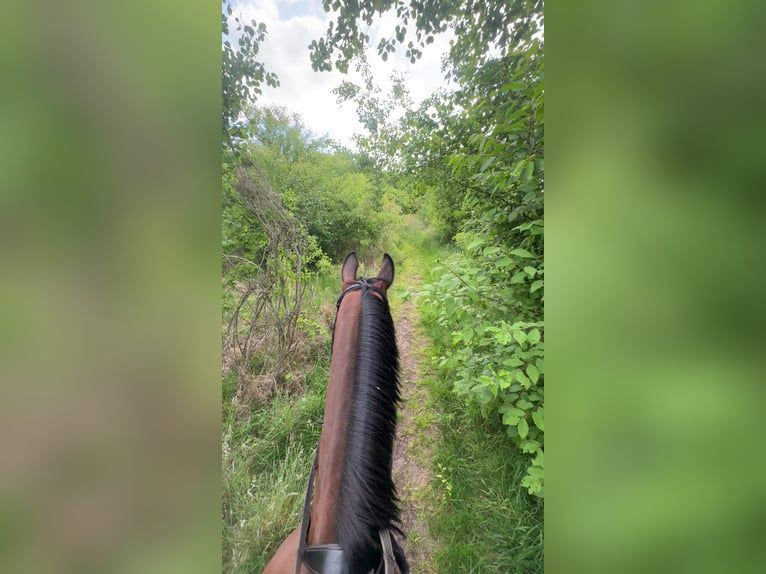 KWPN Caballo castrado 7 años 165 cm Castaño oscuro in Heesch