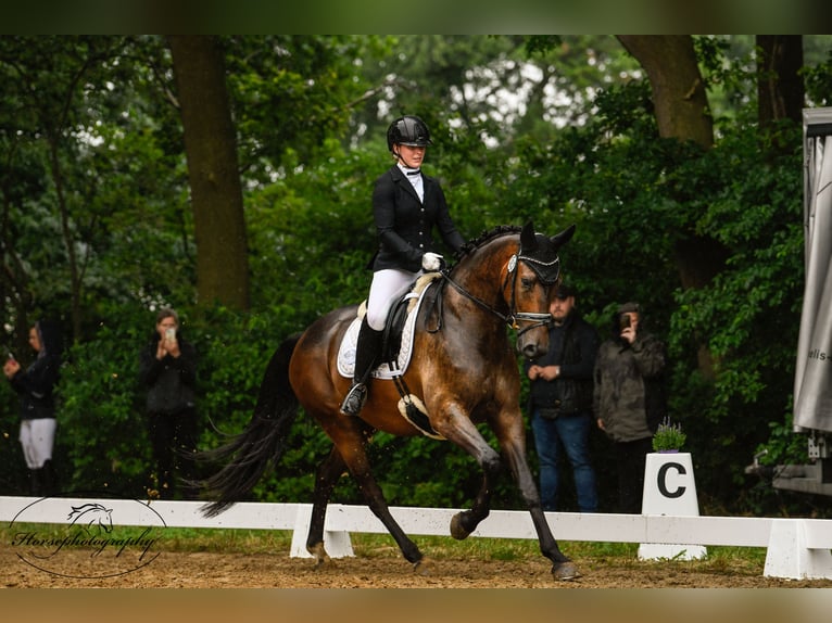 KWPN Caballo castrado 7 años 166 cm Castaño in Bassum