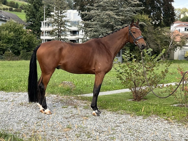 KWPN Caballo castrado 7 años 166 cm Castaño in Reinach AG