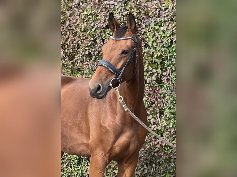 KWPN Caballo castrado 7 años 166 cm Castaño in Reinach AG