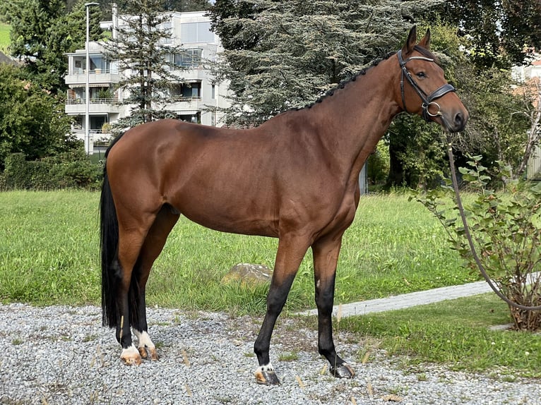 KWPN Caballo castrado 7 años 166 cm Castaño in Reinach AG