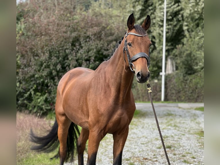 KWPN Caballo castrado 7 años 166 cm Castaño in Reinach AG