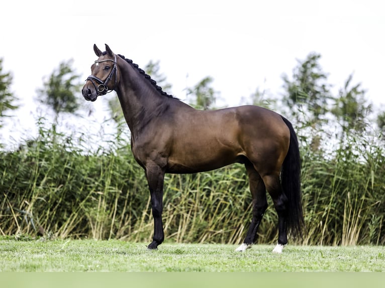 KWPN Caballo castrado 7 años 166 cm Castaño in Werkendam