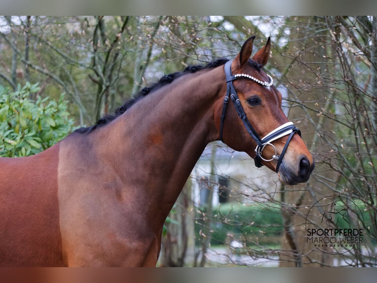 KWPN Caballo castrado 7 años 166 cm Castaño oscuro in Rastede