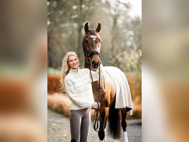 KWPN Caballo castrado 7 años 166 cm Castaño oscuro in Waalre