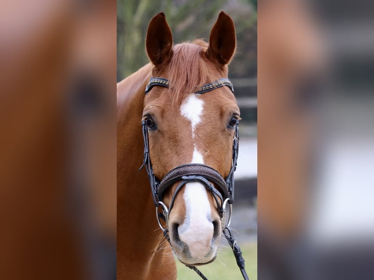 KWPN Caballo castrado 7 años 167 cm Alazán in Erftstadt