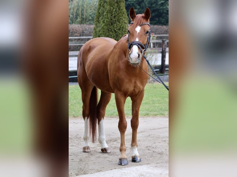 KWPN Caballo castrado 7 años 167 cm Alazán in Erftstadt