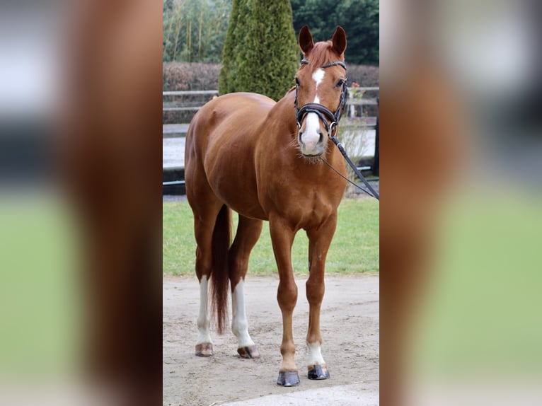 KWPN Caballo castrado 7 años 167 cm Alazán in Erftstadt