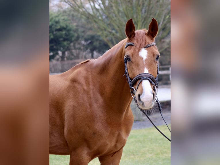 KWPN Caballo castrado 7 años 167 cm Alazán in Erftstadt